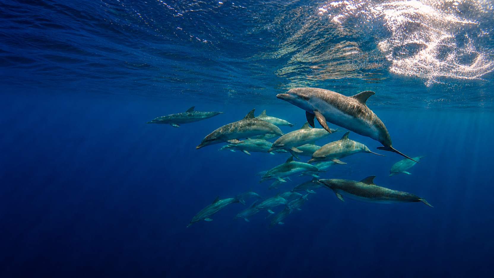TOUR OBSERVACIÓN DE DELFINES