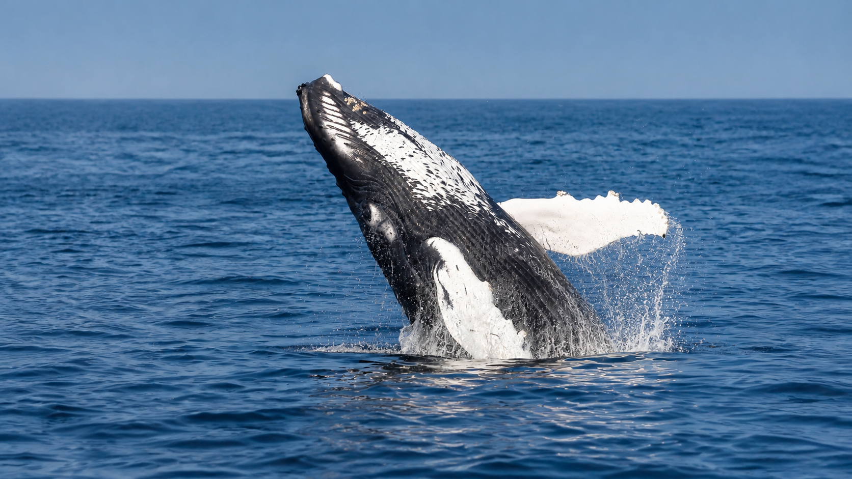 TOUR AVISTAMIENTO DE BALLENAS