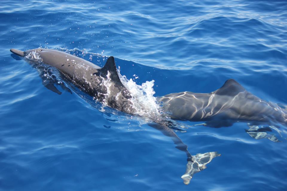 Galería de pesca 2
