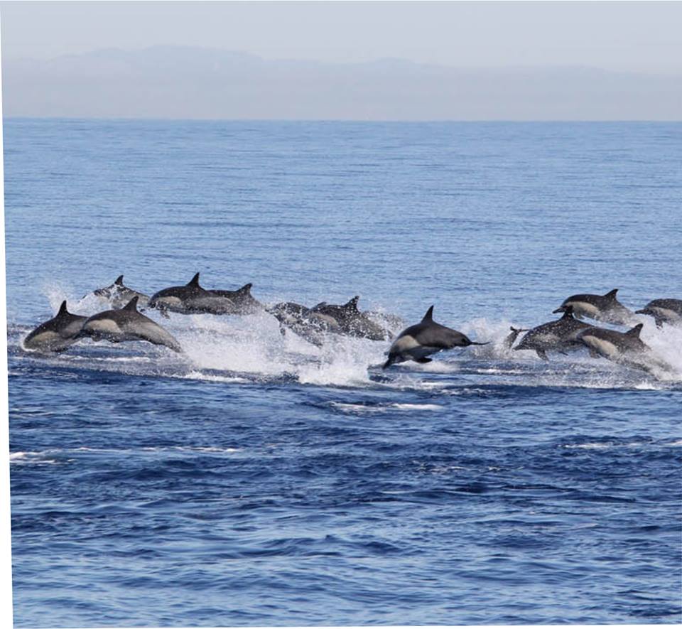 Galería de pesca 3