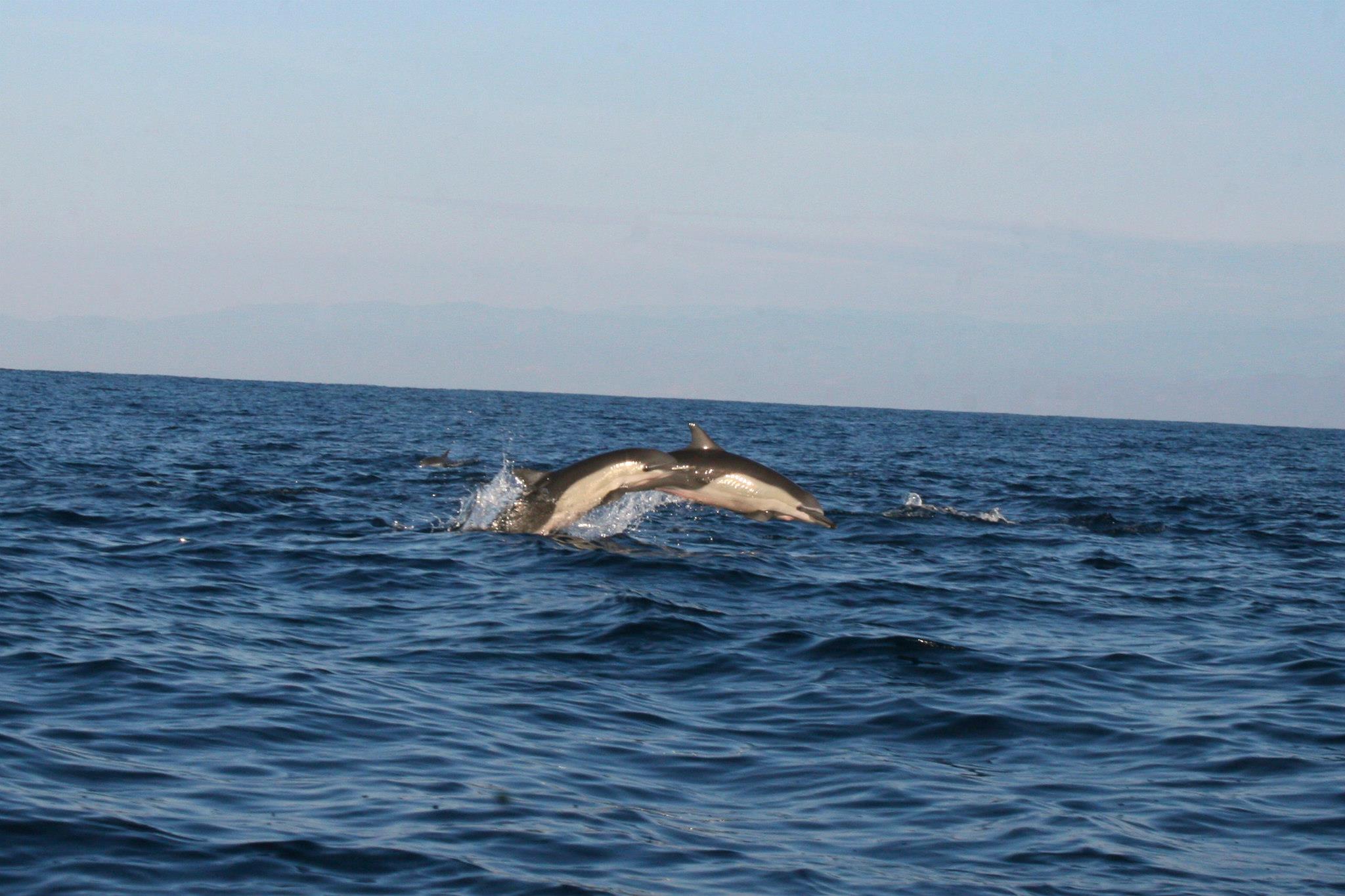 Galería de pesca 4