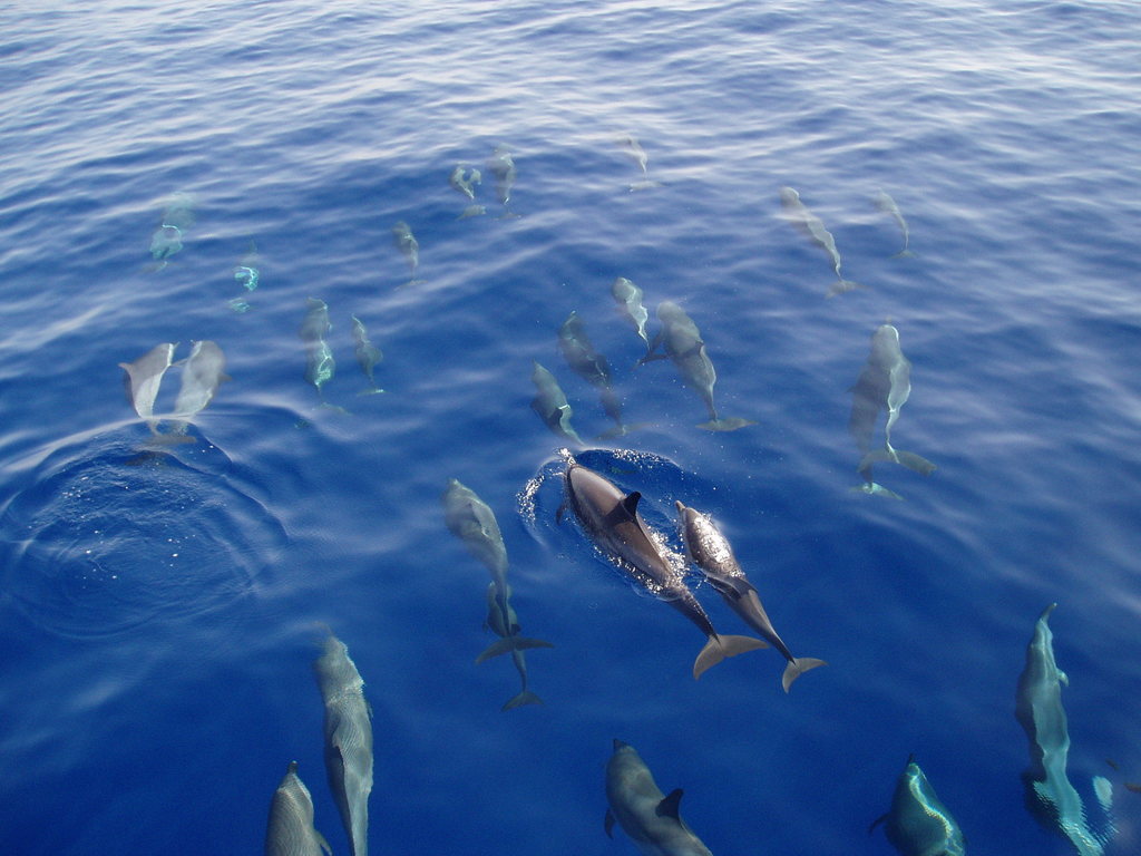 Galería de pesca 5
