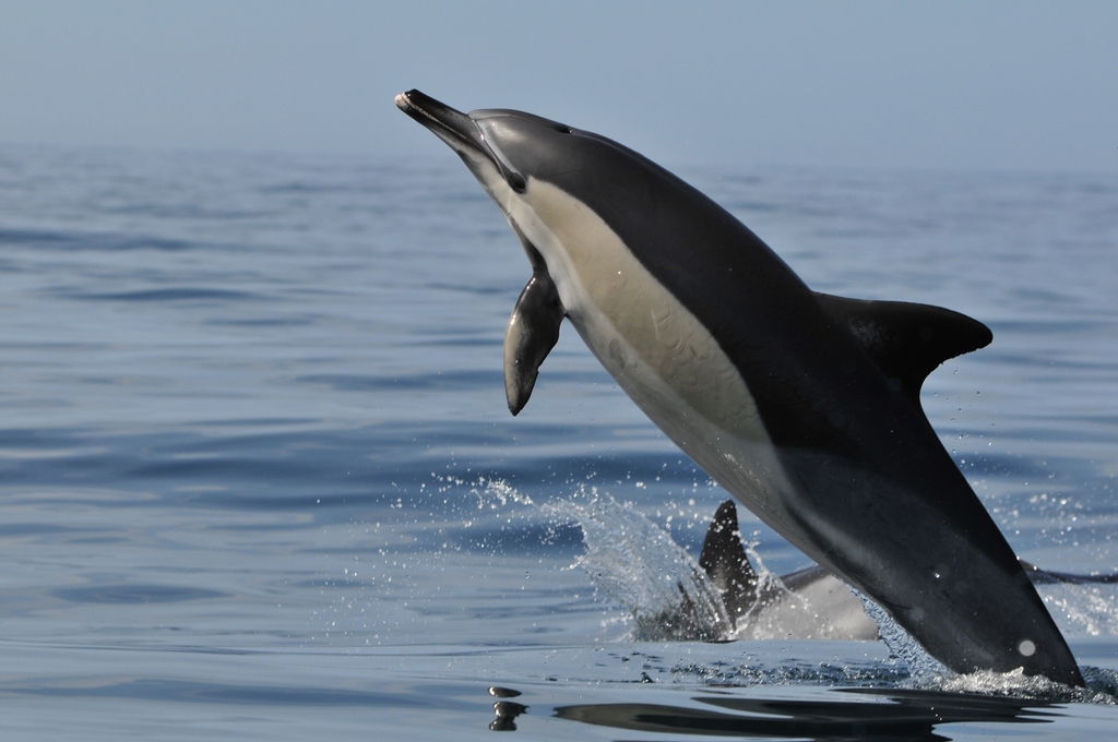 Galería de pesca 6
