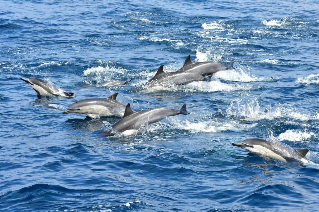 Galería de pesca 7