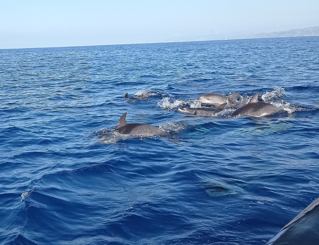 Galería de pesca 8
