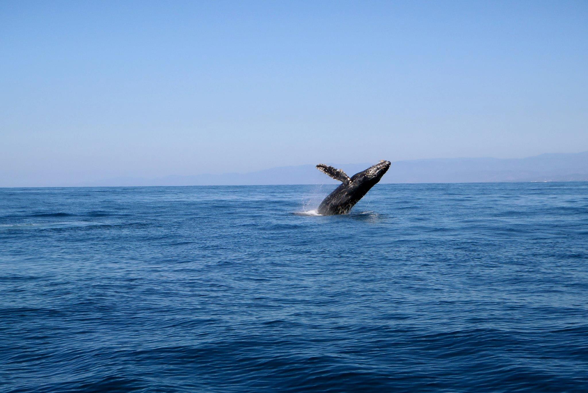 Galería de pesca 1