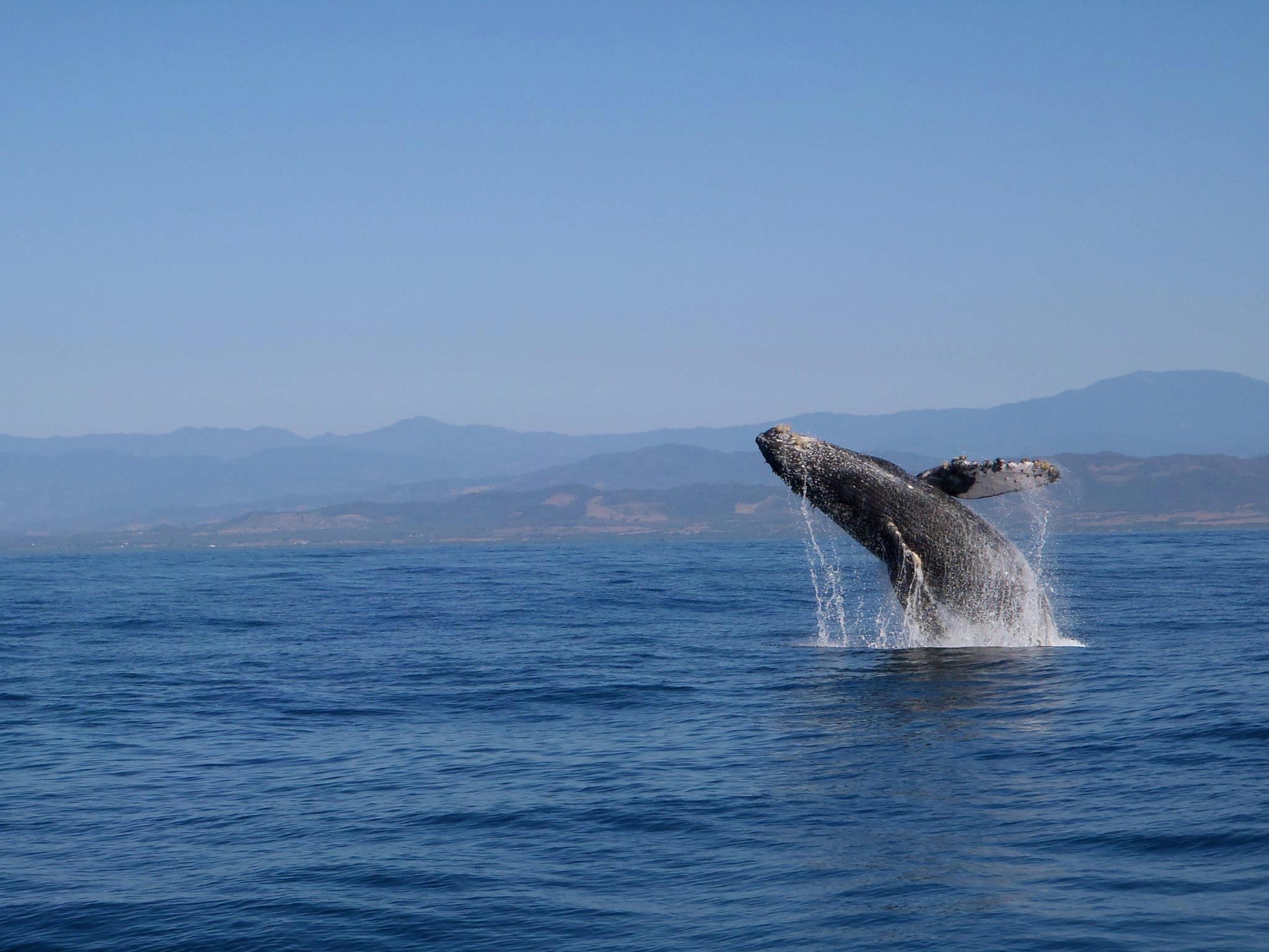Galería de pesca 2