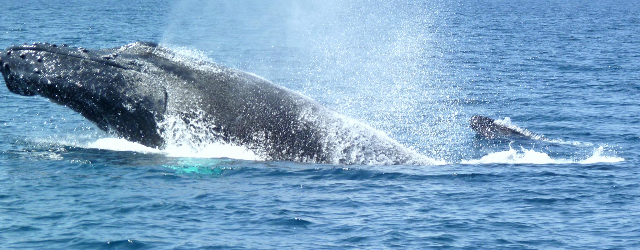 Galería de pesca 3