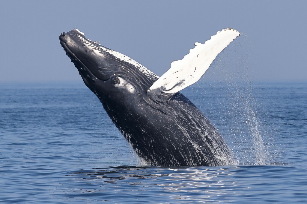 Galería de pesca 7
