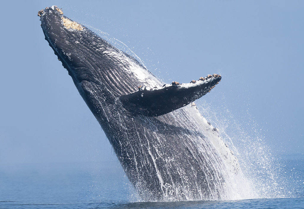 Galería de pesca 8