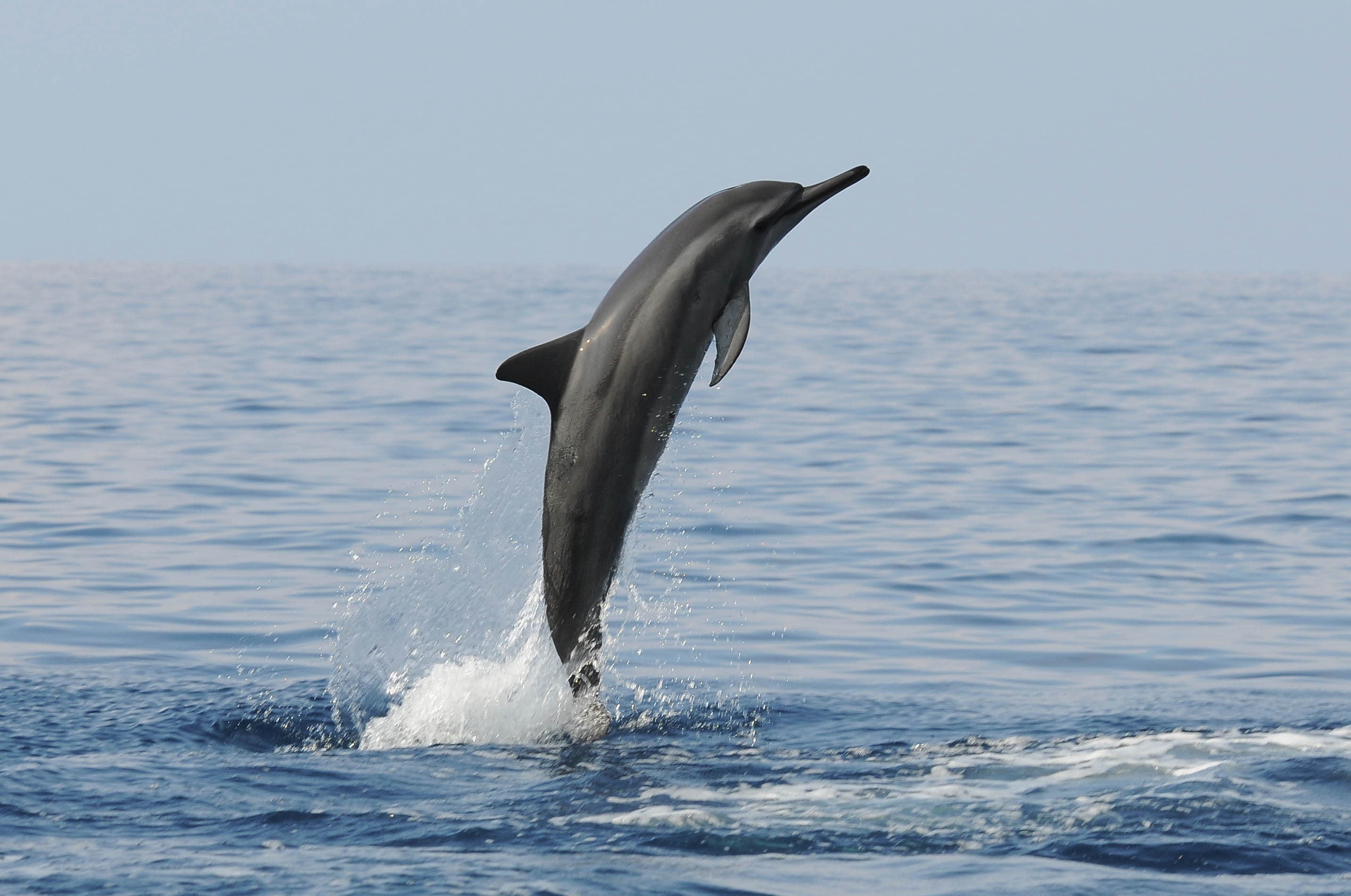 Galería de pesca 1